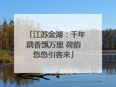 江苏金湖：千年藕香飘万里 荷韵悠悠引客来